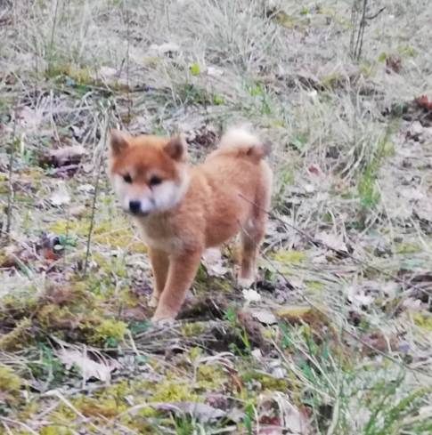 Chiot femelle rousse 